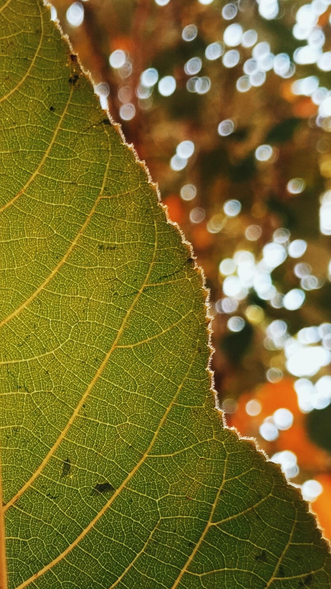 Leaf
